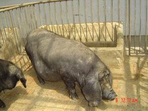 �������Y