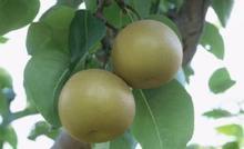 �������Y