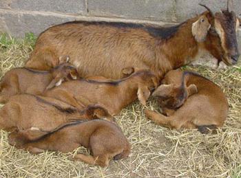 �������Y