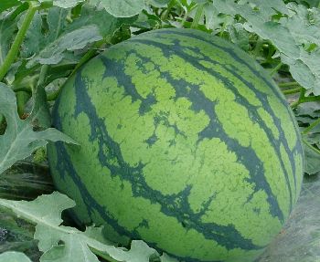 �������Y