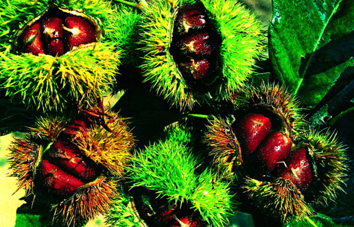 �������Y