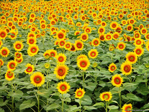 �������Y