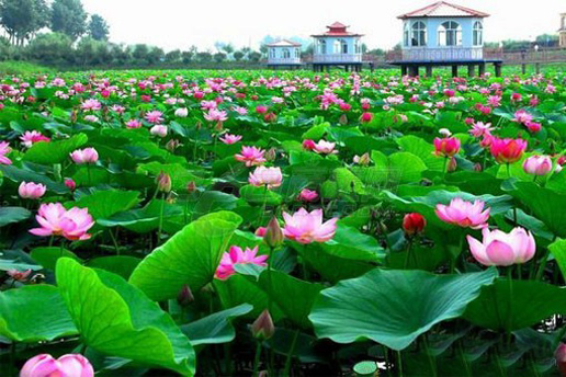 �������Y