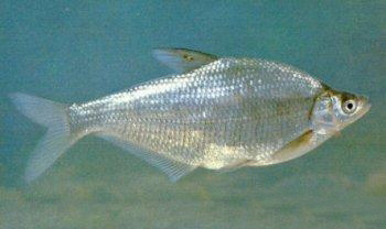 �������Y