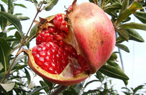 �������Y