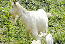 �������Y