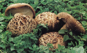 �������Y