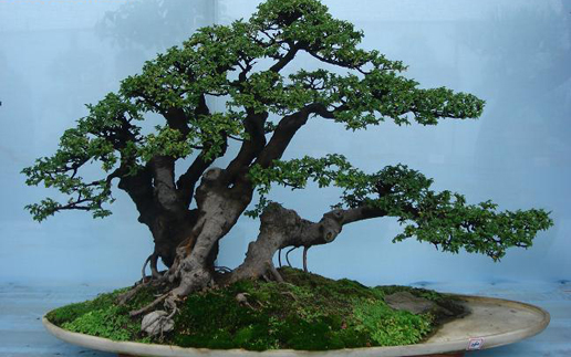 �������Y