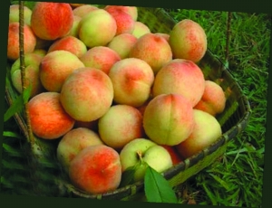 �������Y