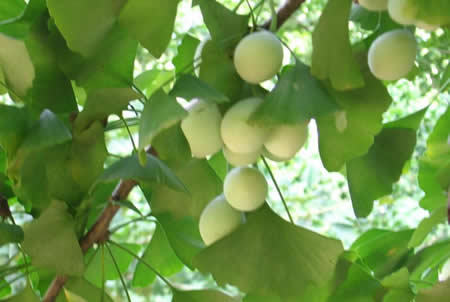 �������Y