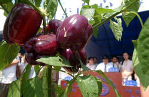 �������Y