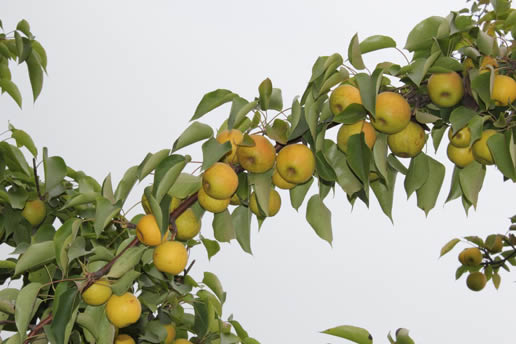 �������Y