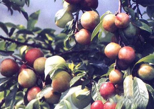 �������Y