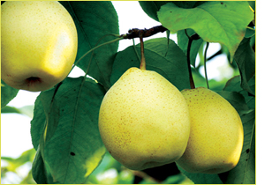 �������Y