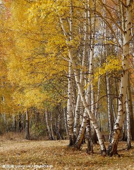 �������Y