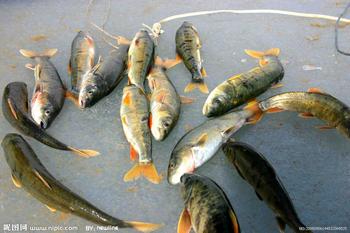 �������Y