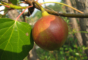 �������Y