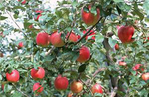 �������Y