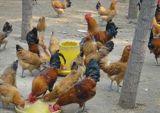 �������Y