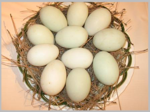 �������Y