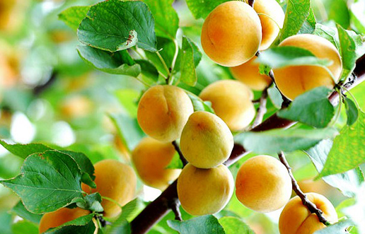 �������Y