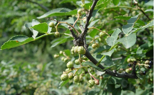 �������Y