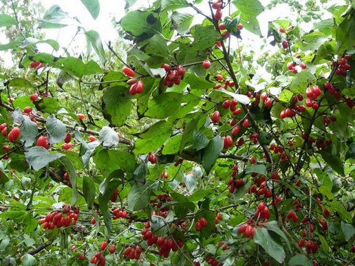 �������Y