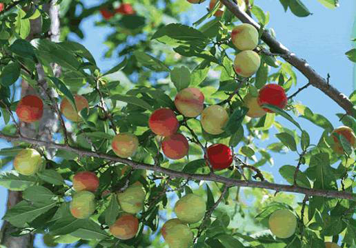 �������Y