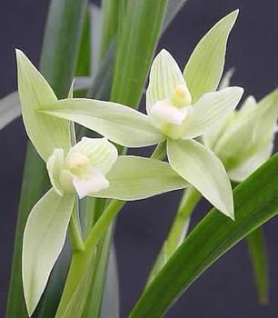 �������Y