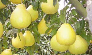 �������Y