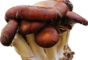 �������Y