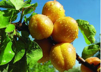 �������Y