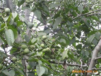 �������Y