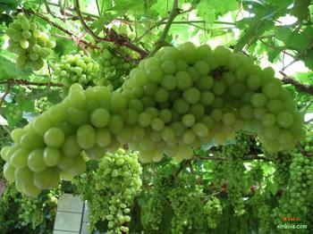 �������Y