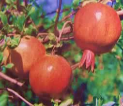 �������Y