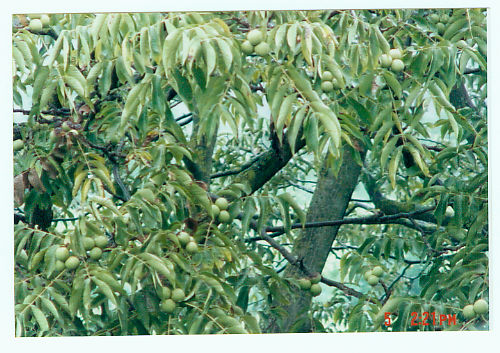 �������Y