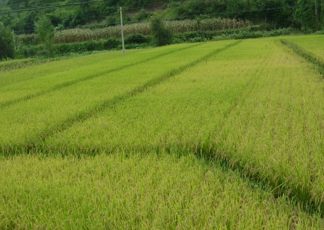 �������Y