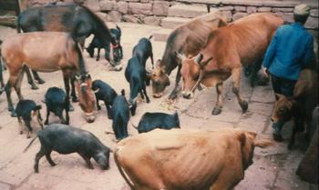 �������Y