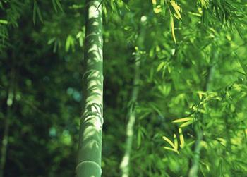 �������Y