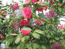 �������Y